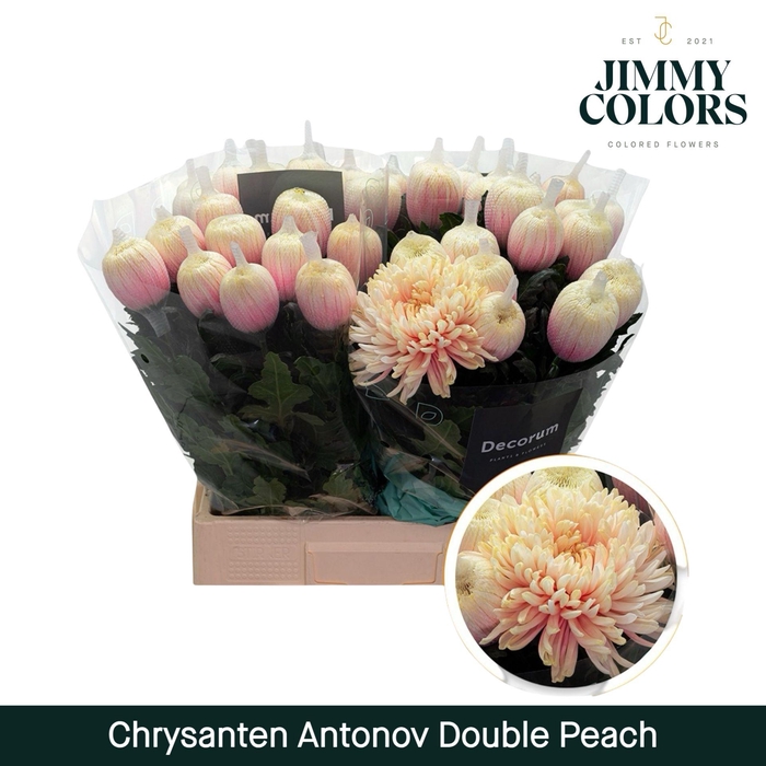 <h4>Chr G Antonov Double peach</h4>