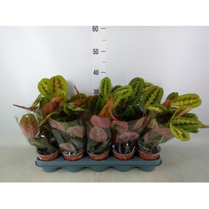 Maranta leuc. 'Fascinator'