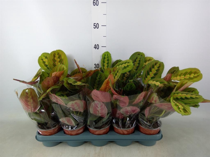 <h4>Maranta leuc. 'Fascinator'</h4>