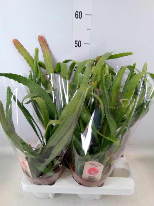 <h4>Epiphyllum   ...</h4>