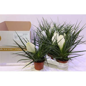 arr8 Till Cy Biancini