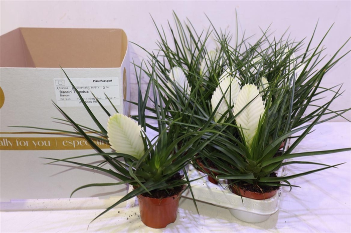 <h4>arr8 Till Cy Biancini</h4>