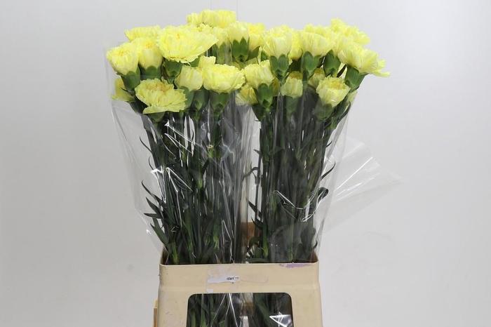 <h4>Dianthus St Hermes</h4>