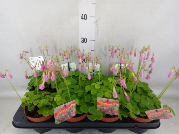 <h4>Oxalis bowiei 'Amarantha'</h4>