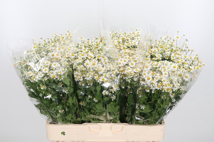 Tanacetum Pa Single Vegmo