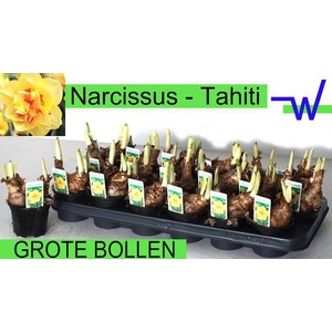 Narcissus Tahiti 9Ø 16cm
