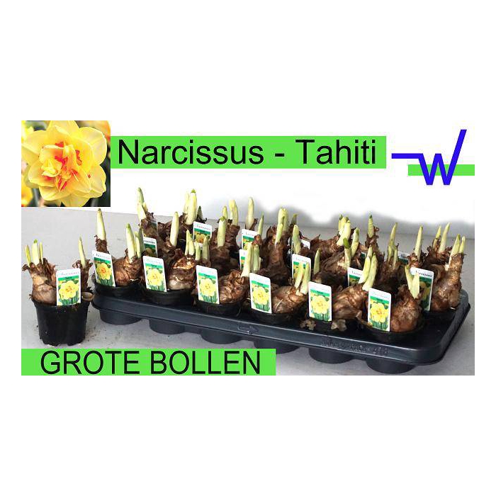<h4>Narcissus Tahiti 9Ø 16cm</h4>