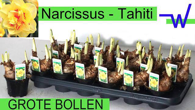 Narcissus Tahiti 9Ø 16cm