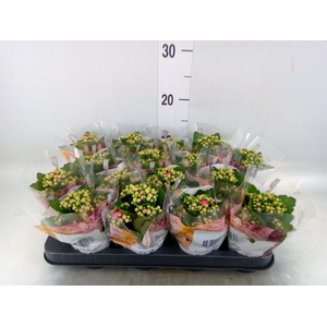 Kalanchoe blos. 'RosDon Nando'