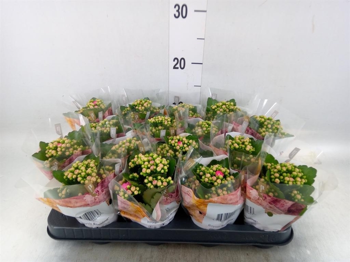 <h4>Kalanchoe blos. 'RosDon Nando'</h4>