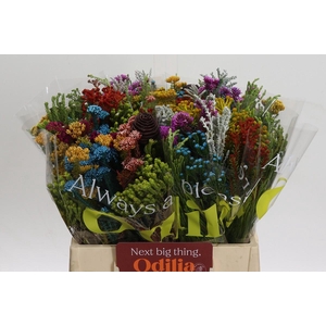 BQ Cape Green Mandarin