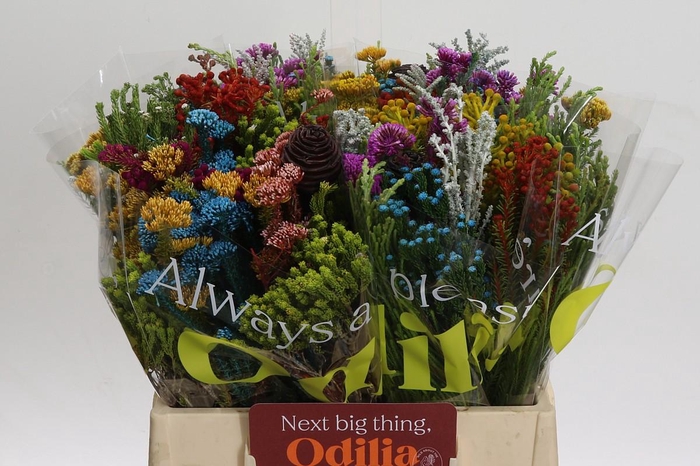 <h4>BQ Kaaps Groen Mandarin</h4>