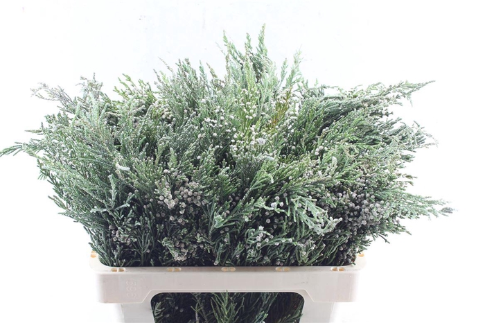 <h4>Kaaps Woolbush</h4>