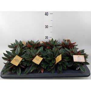 Peperomia caperata 'Rosso'