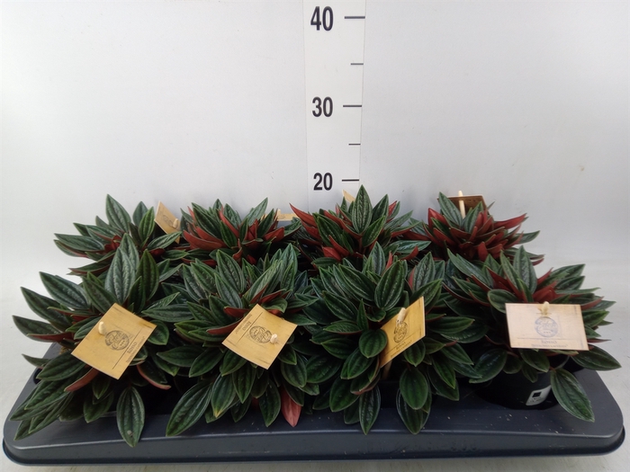 <h4>Peperomia caperata 'Rosso'</h4>