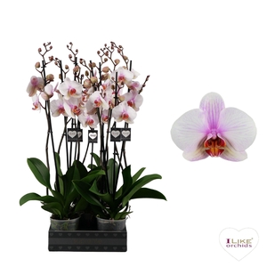 Phalaenopsis Madrid - 2 tak 60cm