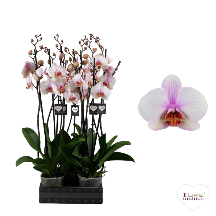 <h4>Phalaenopsis Madrid - 2 tak 60cm</h4>