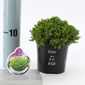 Hebe 'Emerald Gem’ (Green Globe)