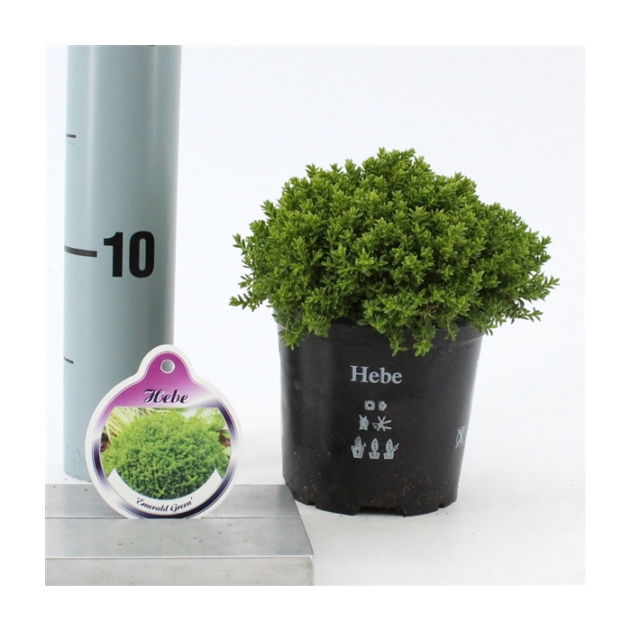 <h4>Hebe 'Emerald Gem’ (Green Globe)</h4>