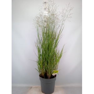 Panicum virgatum 'Heavy Metal'