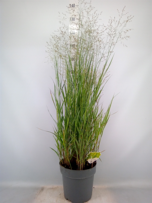 <h4>Panicum virgatum 'Heavy Metal'</h4>