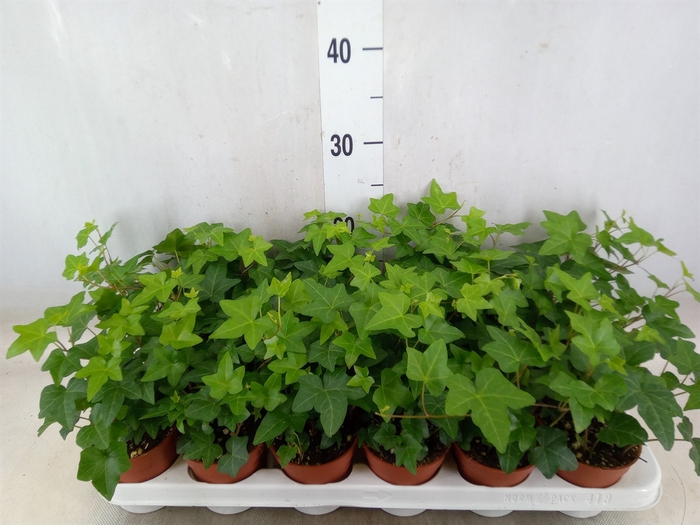 <h4>Hedera helix 'Pittsburgh'</h4>