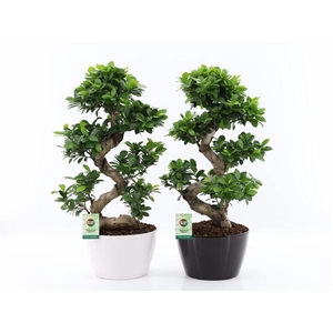 Ficus Ginseng S type in ZwartWit keramiek met Bark