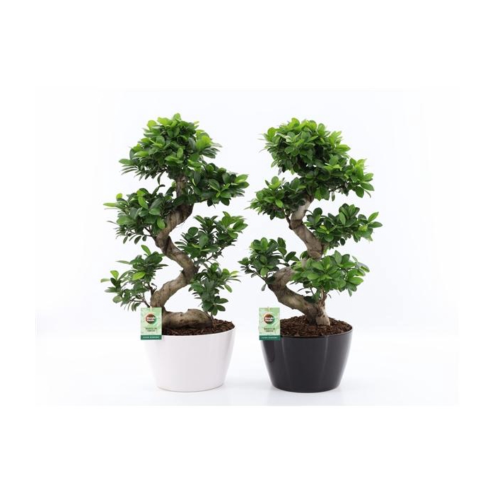 <h4>Ficus Ginseng S type in ZwartWit keramiek met Bark</h4>