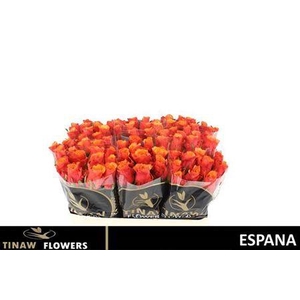R Gr Espana