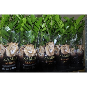 ZAMIOCULCAS P24