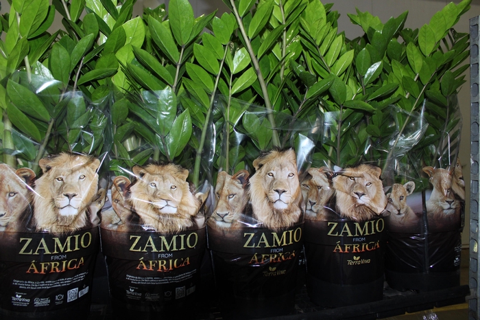 <h4>ZAMIOCULCAS P24</h4>