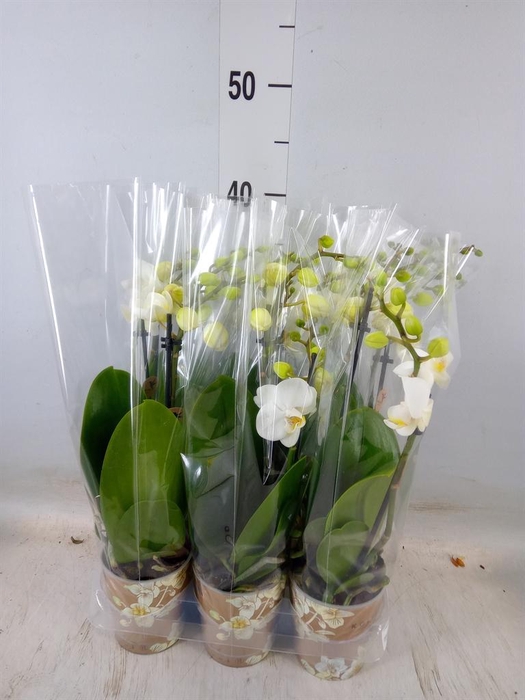 <h4>Phalaenopsis multi. 'FC Silly Tom'</h4>