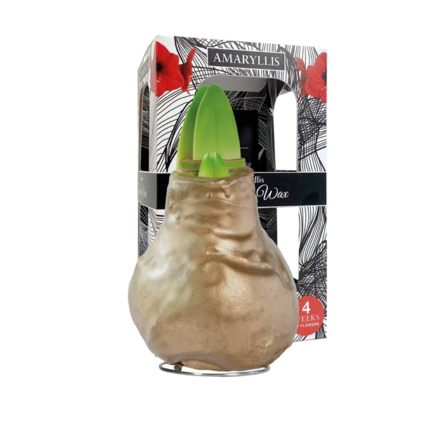 <h4>Amaryllis Touch of Wax Gloss Gold 6x1, rode bloem, Karton Giftbox</h4>