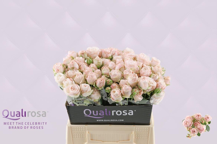 <h4>R Tr Bombastic</h4>