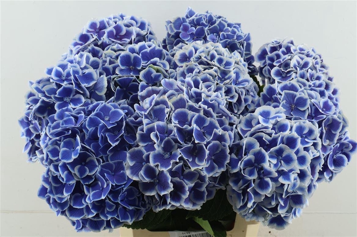 <h4>Hydr M Beau Dali 60-19</h4>