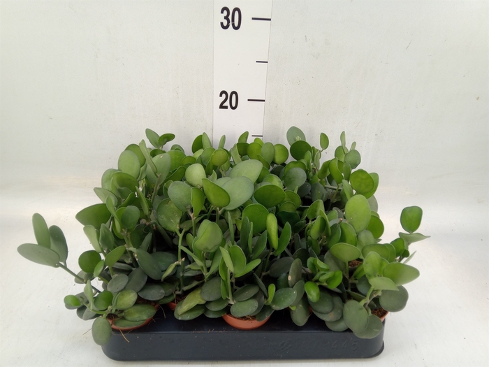 <h4>Succulents   ...</h4>