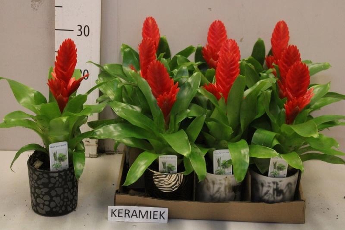 <h4>VRIES KALLISTO P</h4>