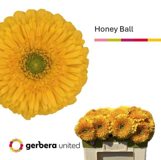 <h4>GE GB HONEY BALL</h4>