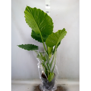 Alocasia gageana