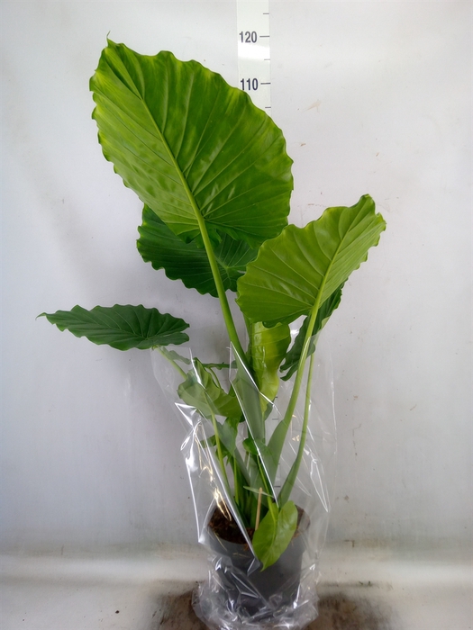 <h4>Alocasia gageana</h4>