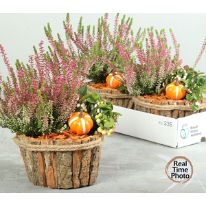 ARR TUINPLANTEN