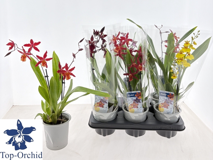 <h4>ORCHIDEEEN GEM</h4>