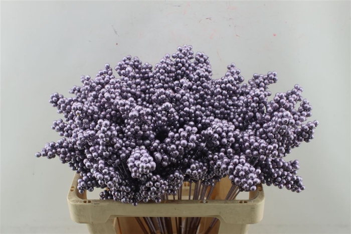<h4>Berries Small Purple Metallic</h4>