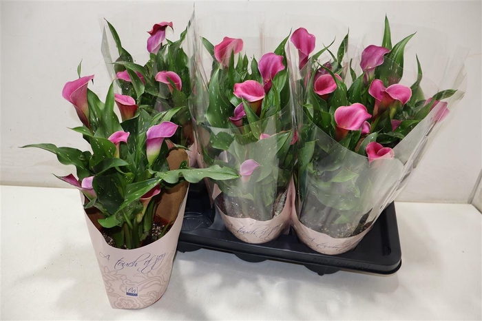 <h4>arr8 Zant Ov Pink</h4>