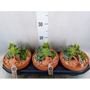 Arr.  Succulents L%