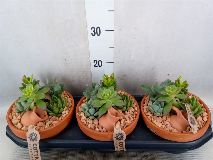 <h4>Arr.  Succulents L%</h4>