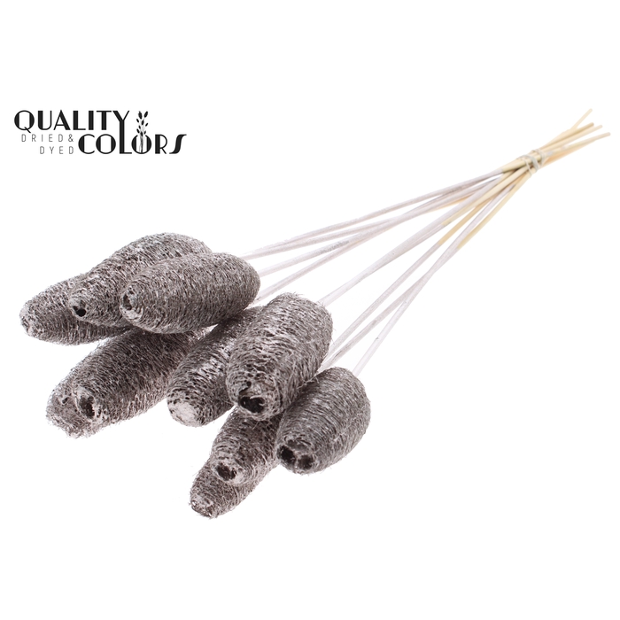 <h4>Luffa Mini on stem Champagne</h4>