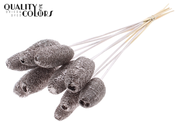 Luffa Mini on stem Champagne