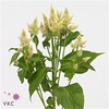Celosia Celway White