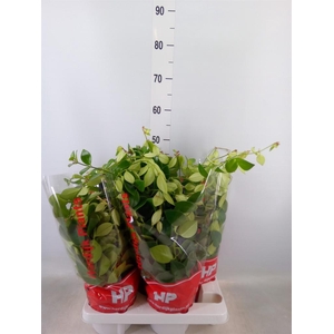 Aeschynanthus 'Mona Lisa'